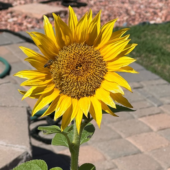 Sold🚫Not For Sale..❌ - Picture 1 of 4